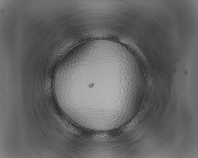 X0000067930066200605041745