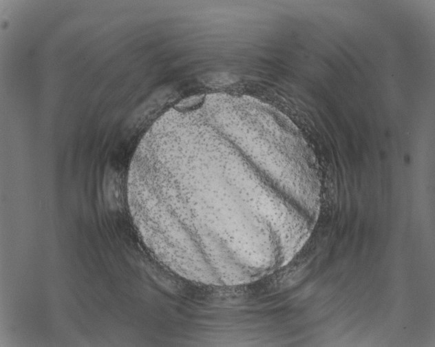 X0000067930234200605041743