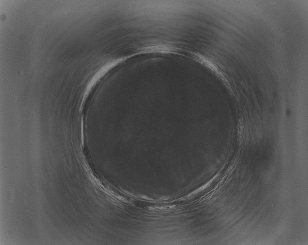 X0000067931323200605041725