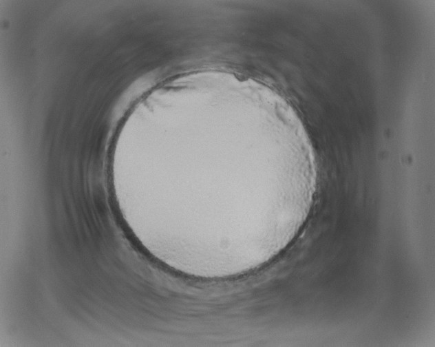 X0000067930006200605112046