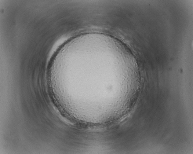 X0000067930102200605112044