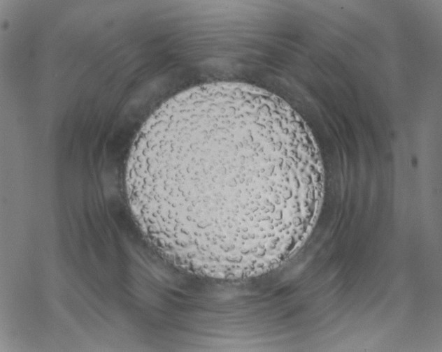 X0000067930134200605112044