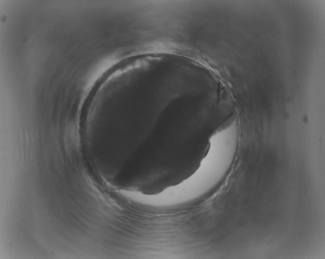 X0000067930200200605112042
