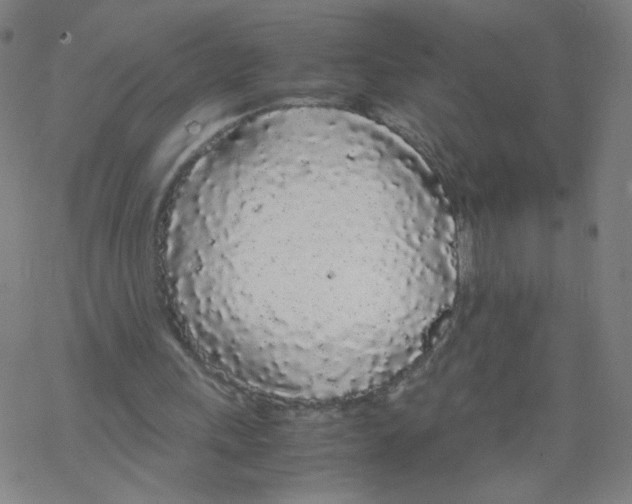 X0000067930243200605112041