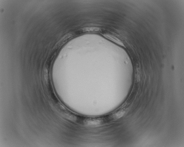 X0000067930263200605112041