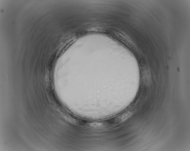 X0000067930265200605112041