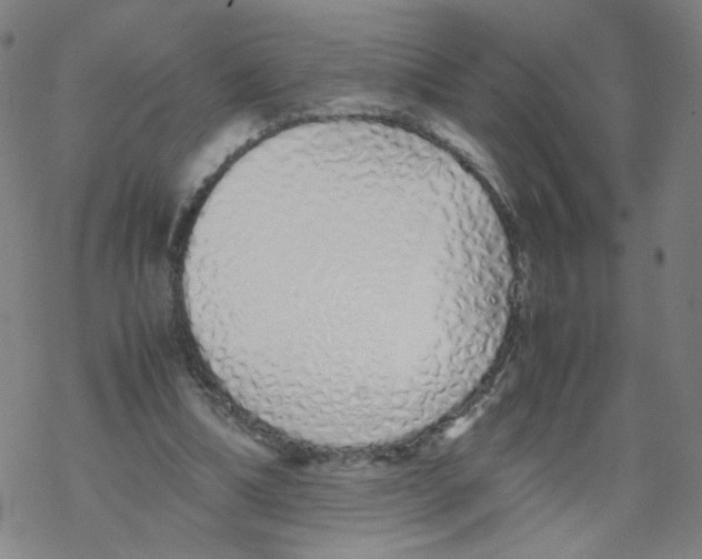 X0000067930298200605112041