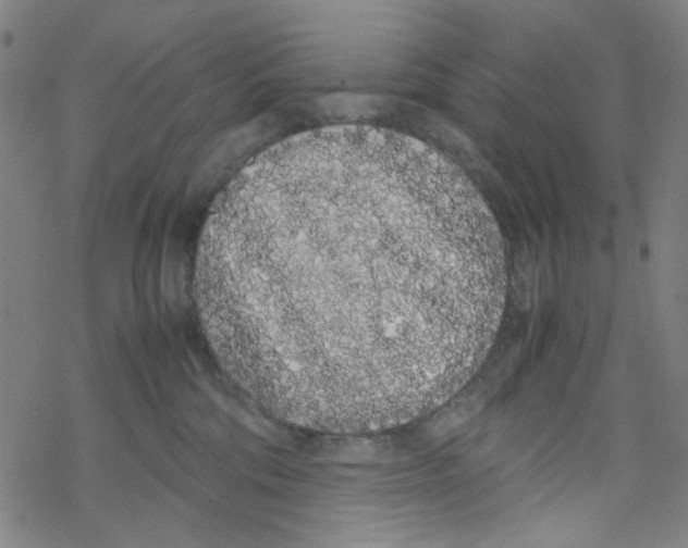 X0000067930330200605112040