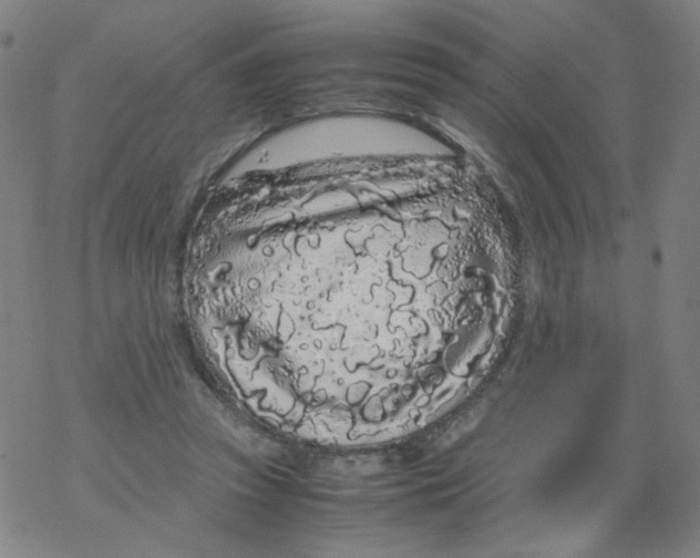 X0000067930353200605112040