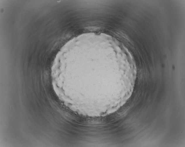 X0000067930365200605112040