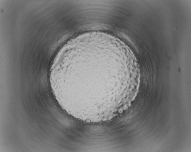 X0000067930394200605112039
