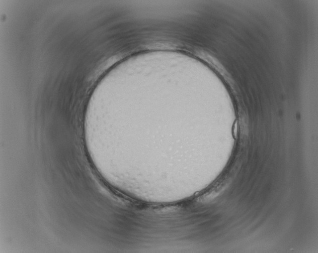 X0000067930433200605112038