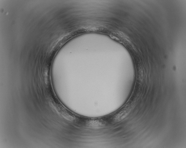 X0000067930596200605112036