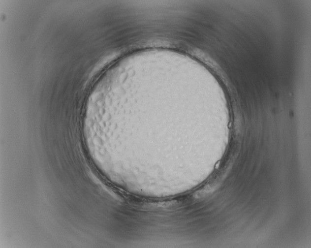 X0000067930625200605112035