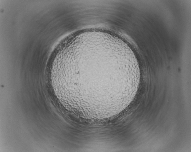 X0000067930628200605112035