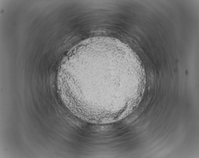 X0000067930663200605112035