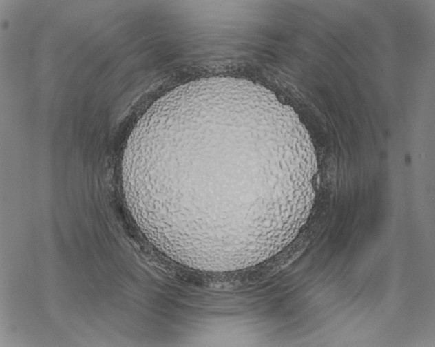 X0000067930746200605112033