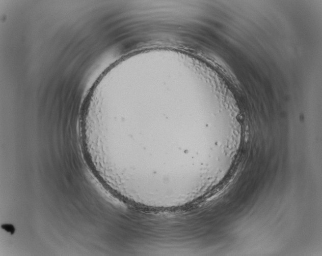 X0000067930796200605112033