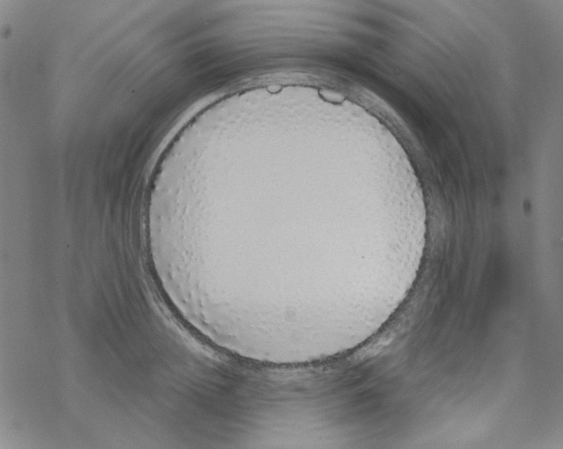 X0000067930852200605112032