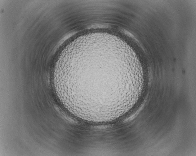 X0000067931017200605112028