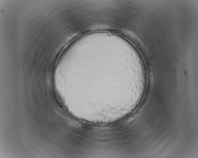 X0000067931217200605112025