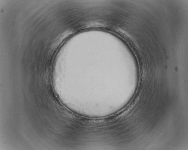 X0000067931313200605112024