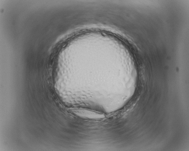 X0000067931494200605112020