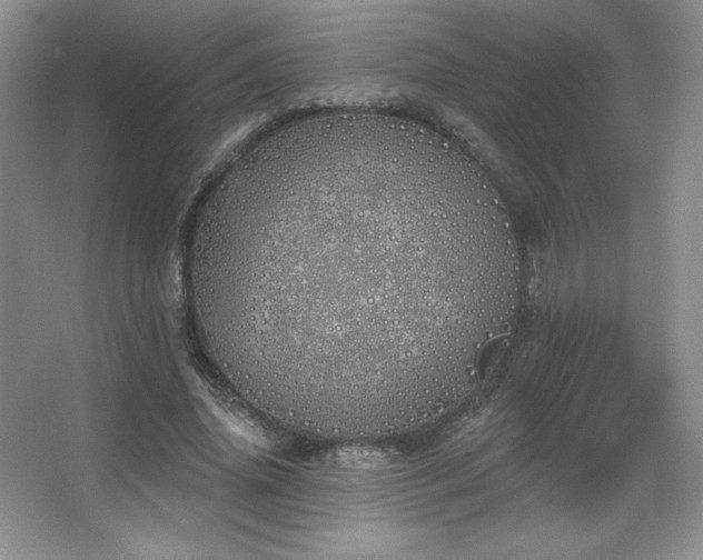 X0000067940636200604131450