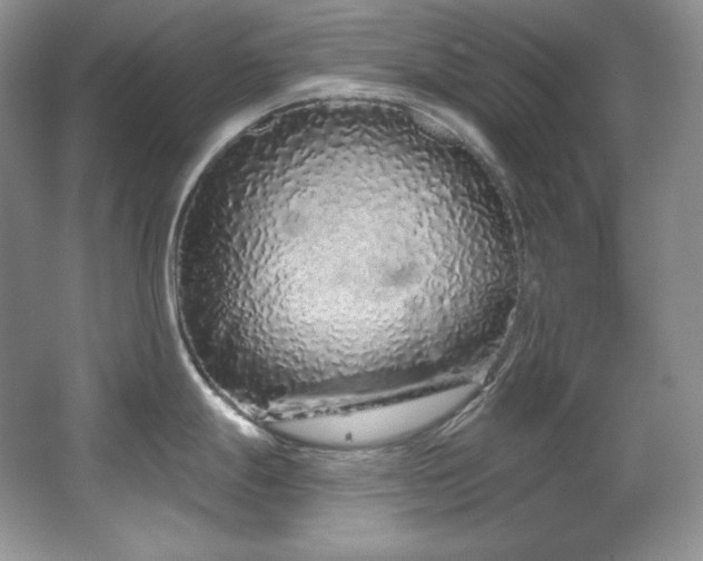 X0000067941247200604131441