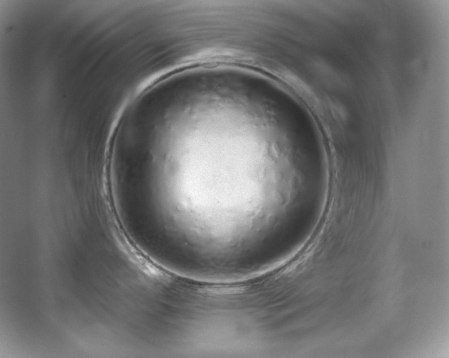 X0000067941296200604131439