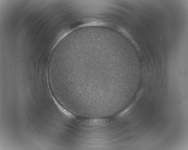 X0000067941425200604131437