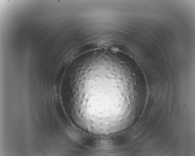 X0000067940506200604171504