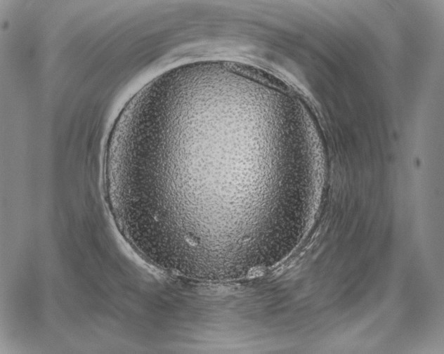 X0000067941528200604201353