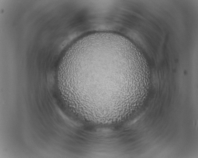 X0000067940208200604272042