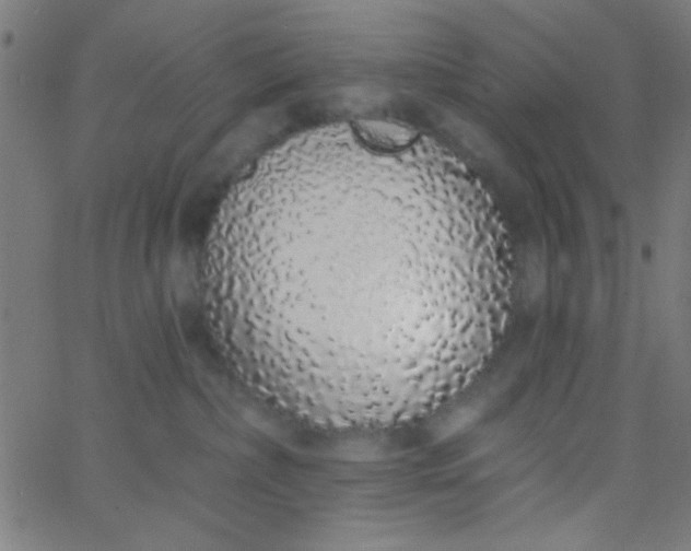 X0000067940236200604272042