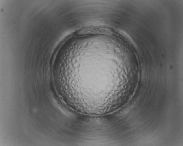 X0000067940439200604272038