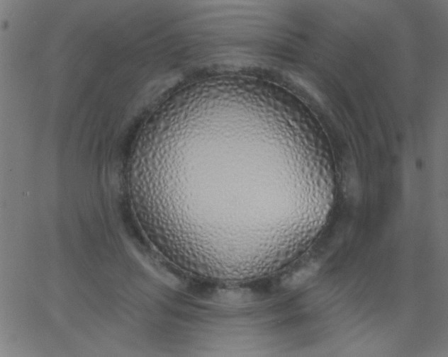 X0000067940455200604272038