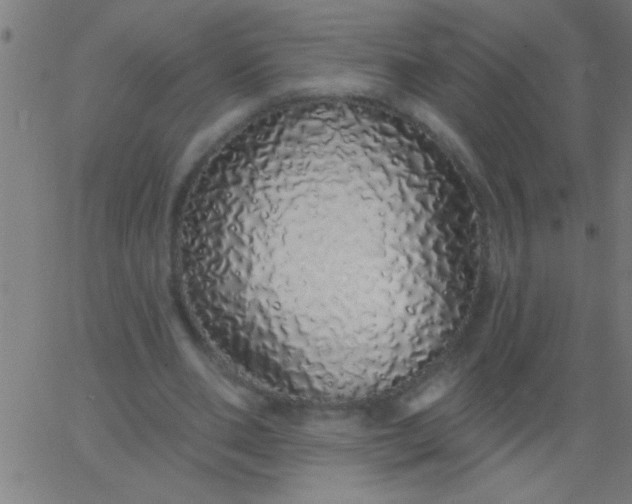 X0000067940486200604272038