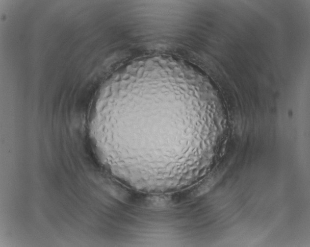 X0000067940660200604272035