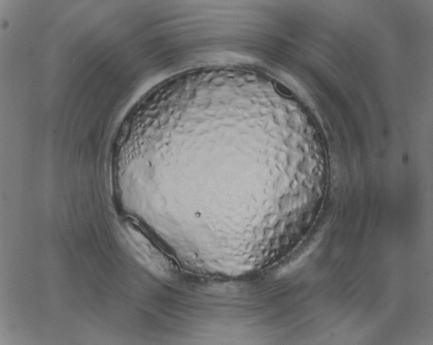 X0000067940843200604272032