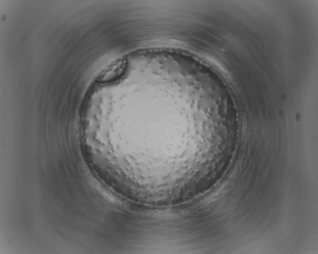 X0000067940990200604272030