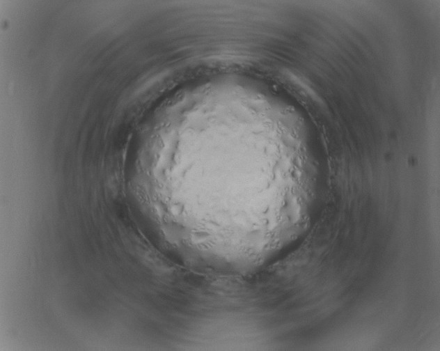 X0000067941015200604272029
