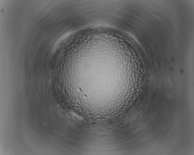 X0000067941016200604272029