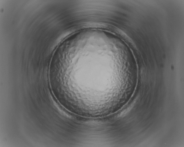 X0000067941033200604272029