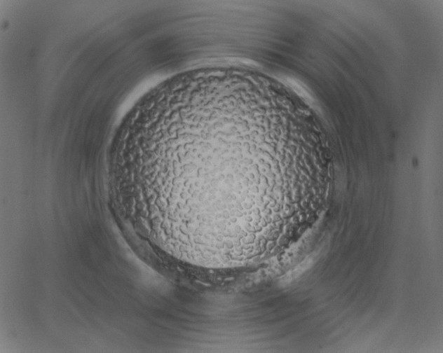 X0000067941046200604272029
