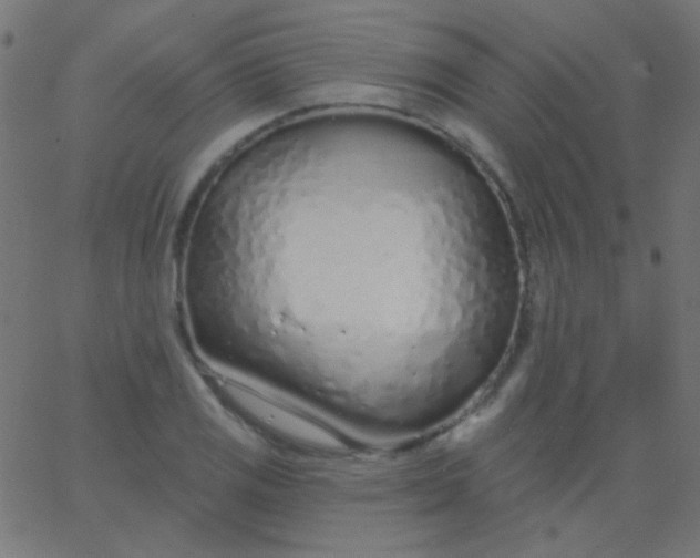 X0000067941125200604272027