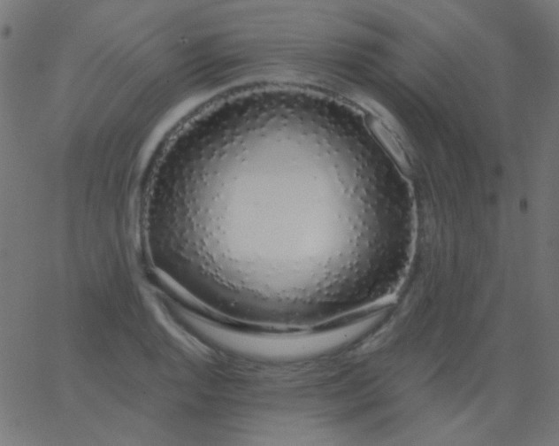 X0000067941128200604272027