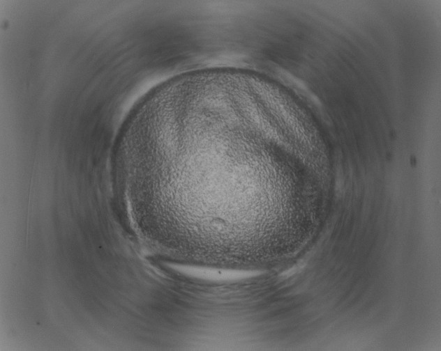X0000067941174200604272027