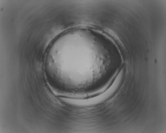 X0000067941260200604272025