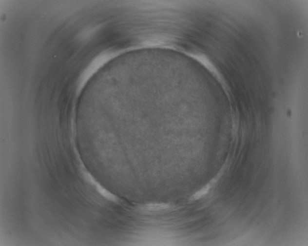X0000067941294200604272025